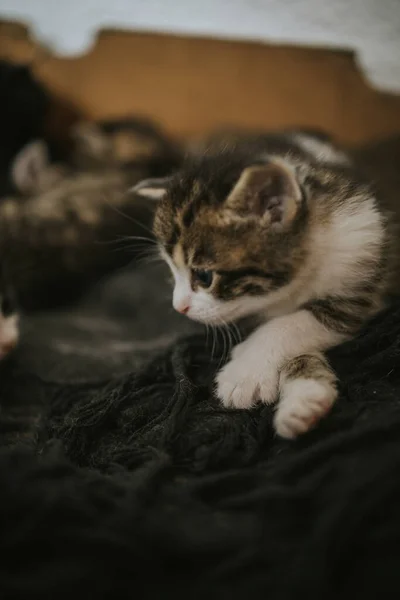 Tiro Vertical Gatinho Bonito Deitado Cobertor — Fotografia de Stock