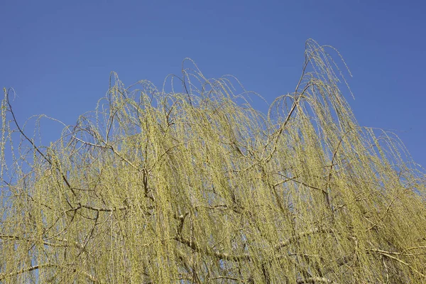 白杨树在明亮的天空下低角的照片 — 图库照片