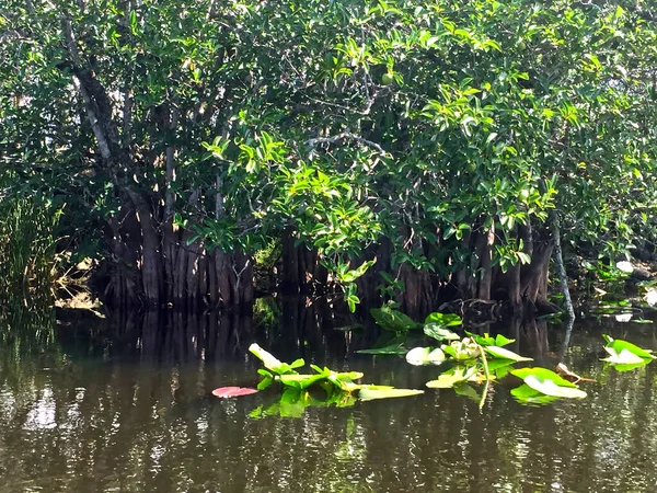 Ein Malerischer Mangrovenwald Und Grüne Blätter Die Auf Der Wasseroberfläche — Stockfoto