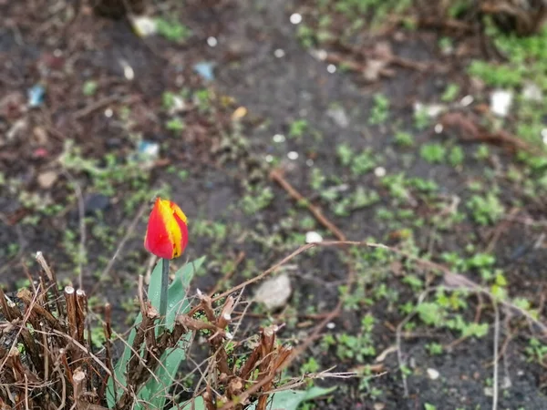 Close Uma Tulipa Vermelha Florida Coberta Gotas Chuva Campo Com — Fotografia de Stock