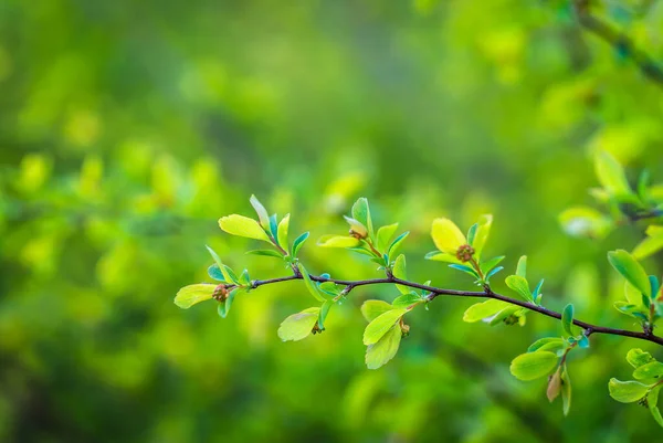 Tiro Foco Seletivo Folhas Verdes Frescas Galhos Árvores Primavera — Fotografia de Stock
