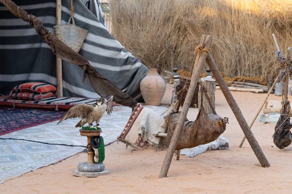 Halcón Campamento Beduino Árabe — Foto de Stock