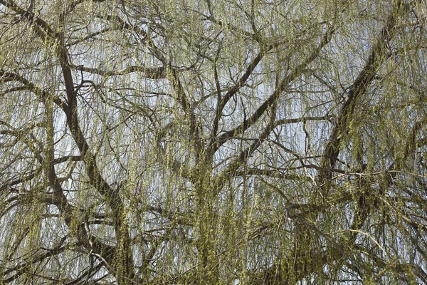 Closeup Shot White Willow Tree Bright Sky — Stock Photo, Image