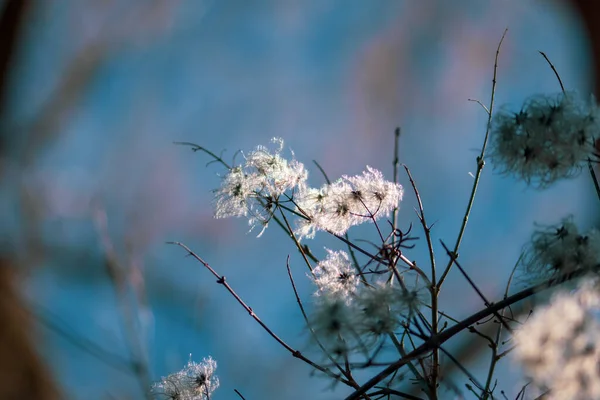 ツツジ属の木の小枝のパフィーの花芽のクローズアップショット — ストック写真