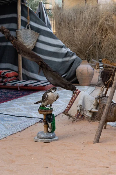 Ein Vertikaler Schuss Eines Falken Auf Arabisches Beduinenlager — Stockfoto