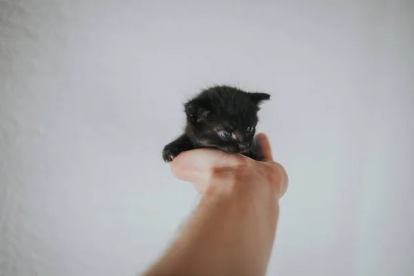 Adorável Gatinho Preto Olhos Azuis Olhando Para Baixo Enquanto Sentado — Fotografia de Stock