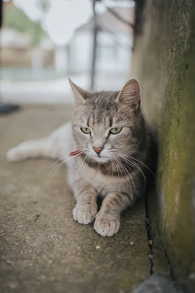 Simpatico Gatto Grigio Tabby Sdraiato Terra Accanto Muro Muschiato Una — Foto Stock