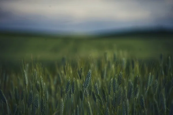 Uma Bela Vista Campo Trigo Centeio Verde — Fotografia de Stock