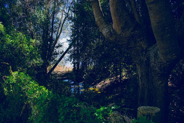 Vacker Utsikt Över Bäck Som Rinner Genom Skogen — Stockfoto