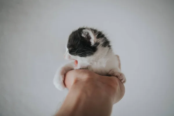 Sömnig Svart Och Vit Kattunge Gäspar Sin Ägares Handflata — Stockfoto