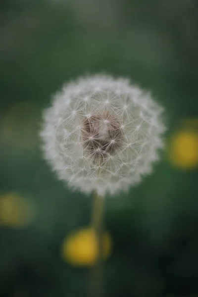 Een Verticale Foto Van Een Paardebloem Perfect Voor Behang — Stockfoto