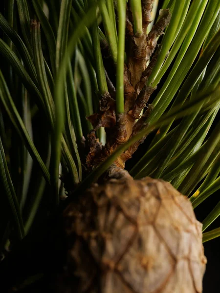 배경에 소나무 원추형의 스튜디오 — 스톡 사진