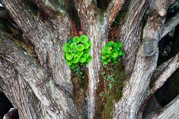 Μικρά Πράσινα Φυτά Φυτρώνουν Κορμό Δέντρου — Φωτογραφία Αρχείου