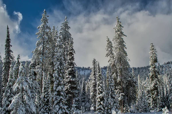 Vacker Bild Snöiga Granar Skog Ett Berg — Stockfoto