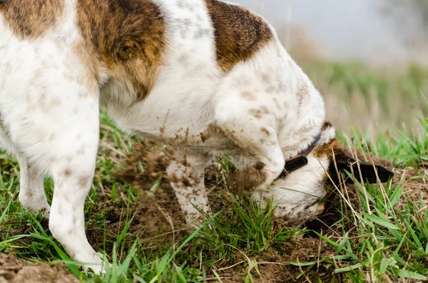 Primer Plano Jack Russel Terrier Cavando Agujero Aire Libre Durante —  Fotos de Stock