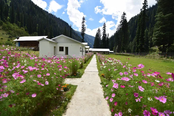 Estrecho Sendero Entre Los Campos Flores — Foto de Stock