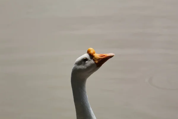 Closeup Shot Beautiful Chinese Goose Anser Cygnoides Side View — Stock Photo, Image