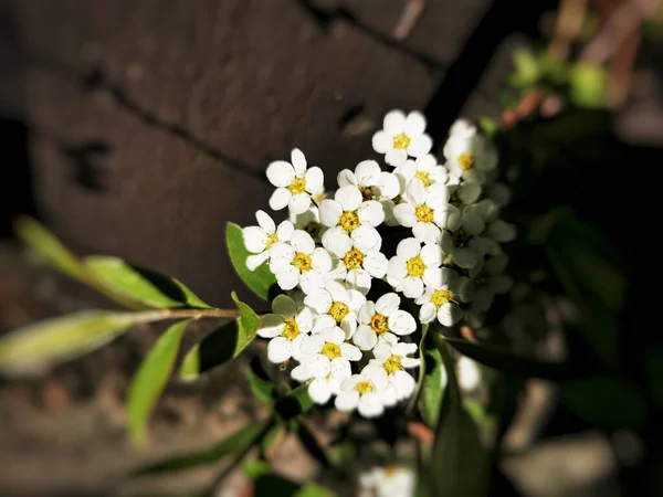 Tiro Ângulo Alto Pequenas Flores Cereja Pássaro Branco — Fotografia de Stock