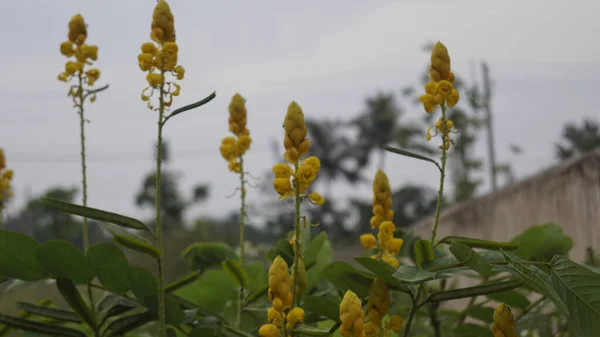 Tiro Close Flores Senna Amarelas Crescendo Campo — Fotografia de Stock