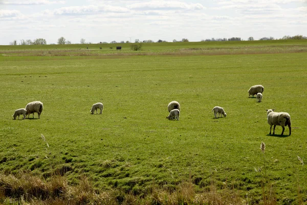 Herd Sheep Pasture Schleswig Holstein Germany — Stock Photo, Image