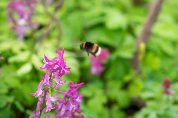 Крупный План Медовой Пчелы Жужжащей Вокруг Фиолетового Цветка Размытым Зеленым — стоковое фото