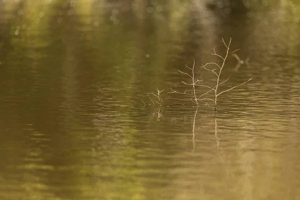 Une Vue Naturelle Des Branches Arbres Morts Tombées Dans Une — Photo