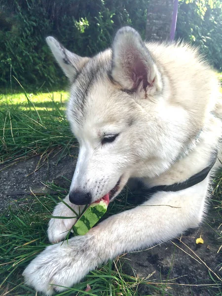 Egy Aranyos Laika Dinnyét Eszik Fűben — Stock Fotó