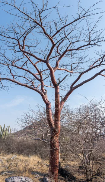 メキシコのプエブラ州 ミクテカ ポブラナにある裸の木と丘の垂直ショット — ストック写真