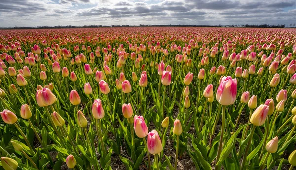 Beau Panorama Champ Tulipes Rouges Jaunes Sous Ciel Nuageux — Photo