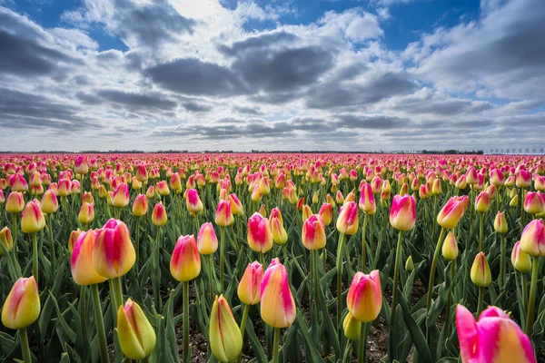 Champ Tulipes Rouges Jaunes Sous Ciel Nuageux — Photo