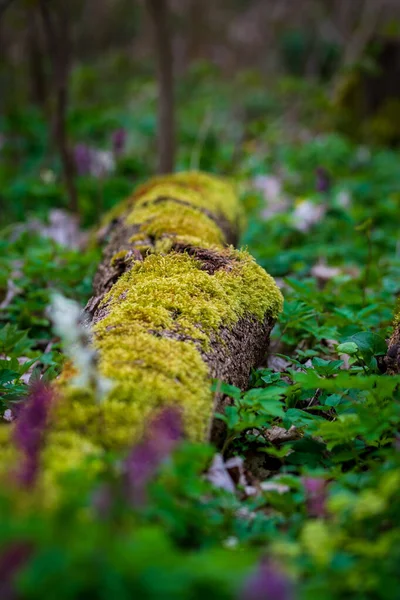 Gros Plan Mousse Verte Poussant Sur Tronc Arbre Dans Forêt — Photo