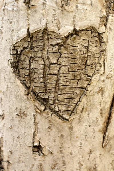 Eine Vertikale Nahaufnahme Von Strukturierter Rinde Herzform Auf Einem Baum — Stockfoto