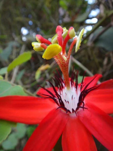 향기가 시계꽃 식물상 Vitifolia — 스톡 사진