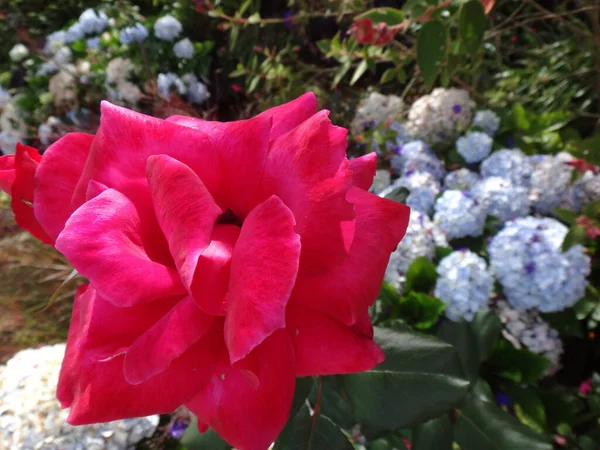 Крупный План Розового Гибридного Чая Цветок Розы Саду — стоковое фото