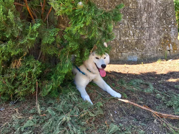 Мила Собака Лайка Ховається Зеленим Кущем — стокове фото