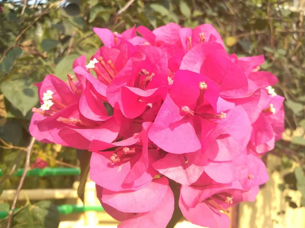 Крупним Планом Знімок Красивих Рожевих Квітів Бугенвіля — стокове фото
