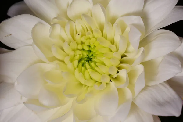 Closeup Beautiful White Light Yellow Colored Gerbera Blossom — Stock Photo, Image