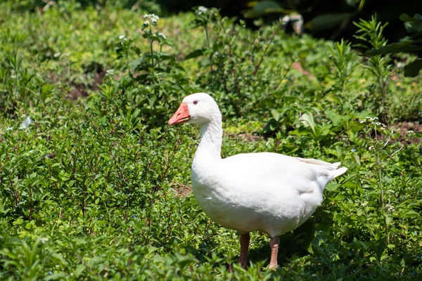 Primo Piano Anatra Bianca Nel Giardino Rurale — Foto Stock