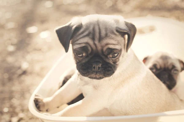 Primer Plano Cachorros Pug Blanco Con Cara Negra —  Fotos de Stock