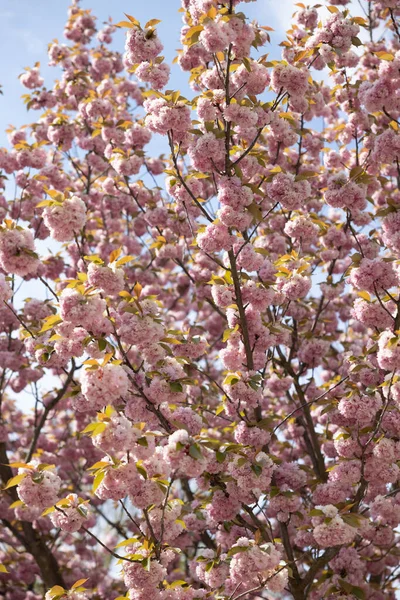 Hermoso Cerezo Japonés Floreciente — Foto de Stock