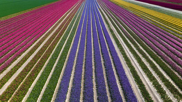 Una Vista Aérea Coloridos Campos Tulipanes Los Países Bajos —  Fotos de Stock
