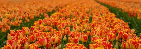 Plan Remplissage Champ Avec Des Tulipes Rouges Jaunes — Photo