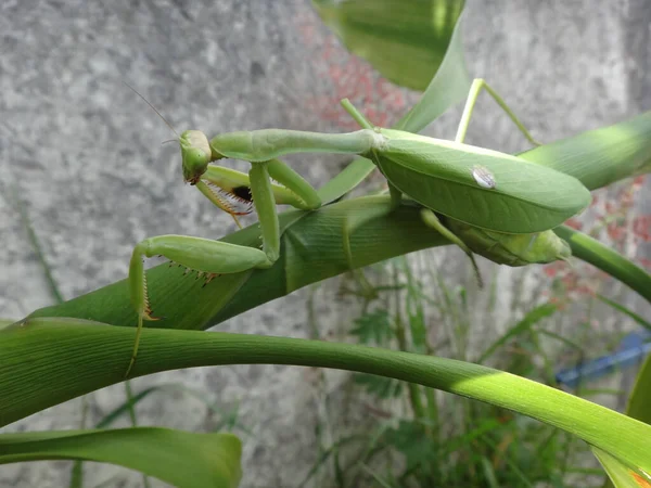 Eine Gottesanbeterin Auf Frischem Grünen Blatt — Stockfoto