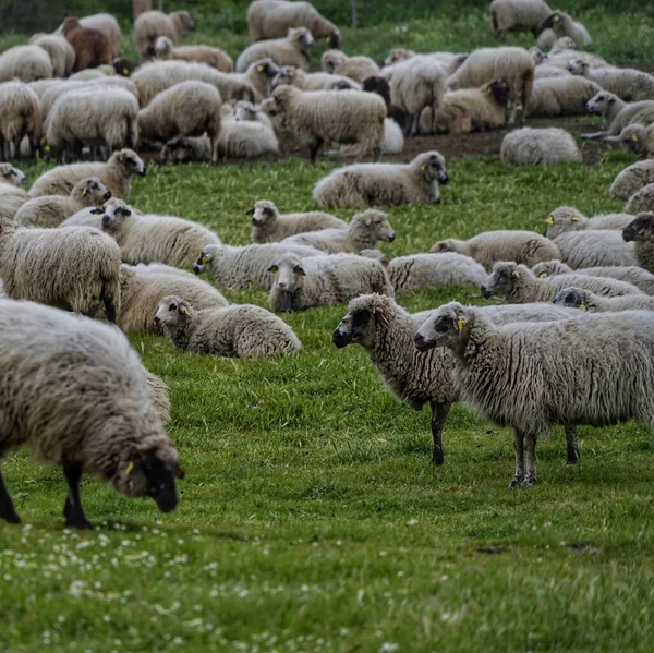 Nahaufnahme Einer Großen Schafherde Die Auf Einem Grünen Feld Weidet — Stockfoto