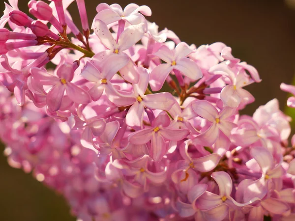 Primo Piano Lilla Rosa Con Una Luce Sopra Perfetto Sfondo — Foto Stock