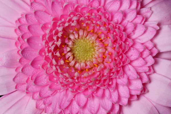 一个美丽的浅粉芙蓉花的特写 — 图库照片