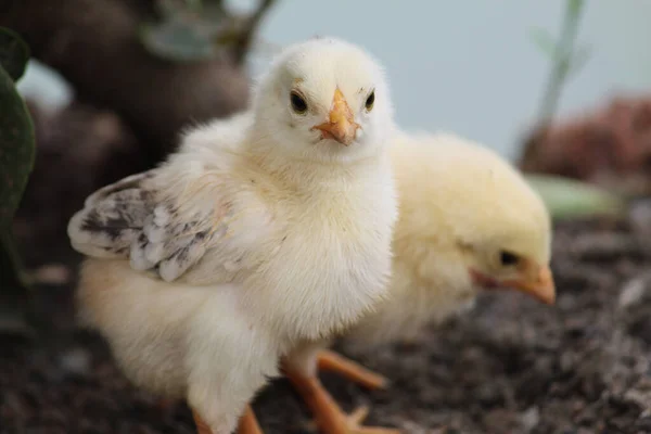 农场里可爱的黄色小鸡的特写镜头 — 图库照片
