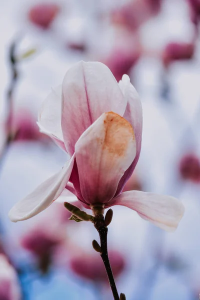 Primer Plano Una Flor Magnolia Rosa Una Rama Árbol —  Fotos de Stock