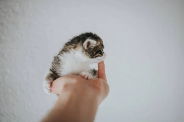 Eine Baby Tabby Katze Schaut Beiseite Während Sie Der Handfläche — Stockfoto