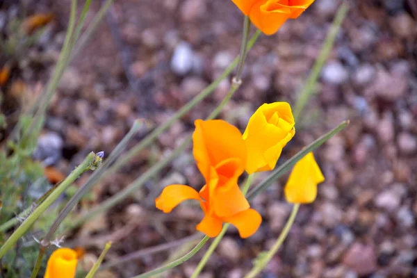 Fiori Papavero California Gialli Fiel — Foto Stock